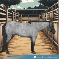 Horse Color:Blue Roan 