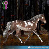 Horse Color:White Spotted Silver Brown Rabicano