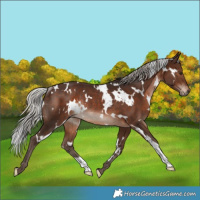 Horse Color:White Spotted Silver Brown Rabicano