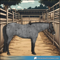 Horse Color:Blue Roan Frame