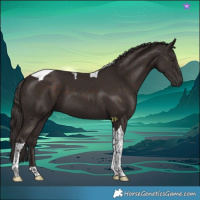 Horse Color:Liver Chestnut Tobiano 