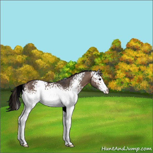 Horse Color:White Spotted Bay Dun Appaloosa 