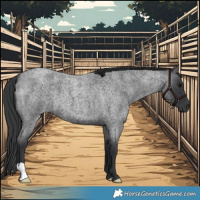Horse Color:Blue Roan 