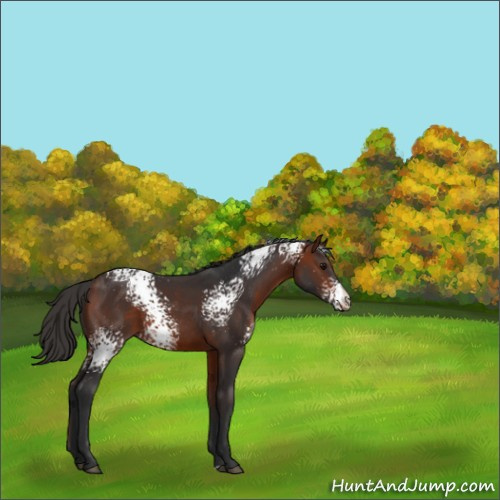 Horse Color:White Spotted Bay 