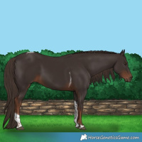 Horse Color:Liver Chestnut Tobiano 