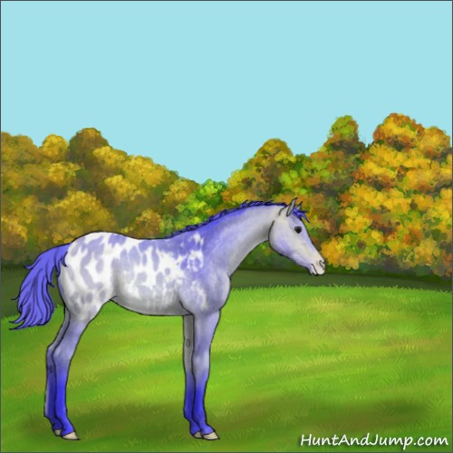 Horse Color:Watercolor Buckskin Appaloosa 