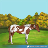 Horse Color:White Spotted Chestnut Tobiano 