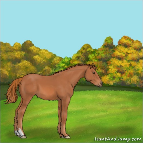 Horse Color:Chestnut 