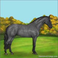 Horse Color:Blue Roan 