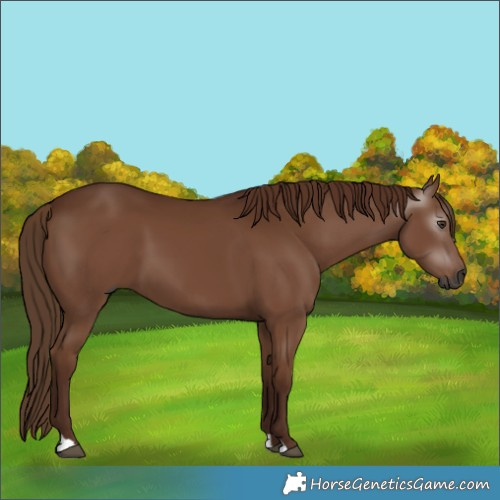 Horse Color:Gray Chestnut 