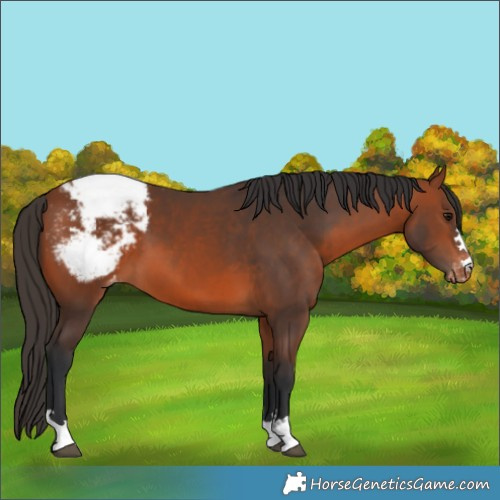 Horse Color:Bay Appaloosa 