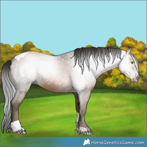 Horse Color:Gray Amber Champagne Tobiano