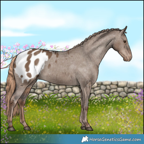 Horse Color:Liver Red Dun Appaloosa 