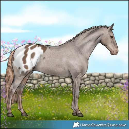 Horse Color:Liver Red Dun Appaloosa 