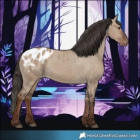 Horse Color:Liver Red Dun Appaloosa