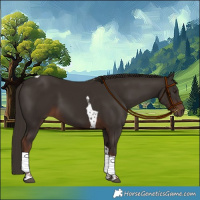 Horse Color:Liver Chestnut Tobiano 