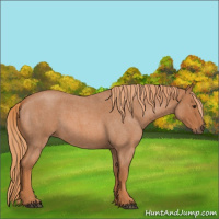 Horse Color:Red Roan 