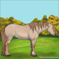 Horse Color:Red Dun 