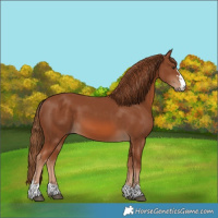 Horse Color:Chestnut 