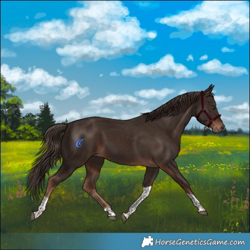 Horse Color:Liver Chestnut Tobiano 