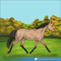 Horse Color:Bay Dun 