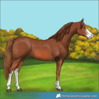Horse Color:Chestnut Sabino Tobiano