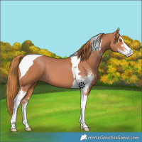 Horse Color:Chestnut Sabino Tobiano
