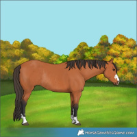 Horse Color:Bay Rabicano 