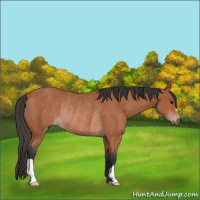 Horse Color:Bay Rabicano 