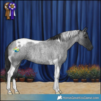 Horse Color:Blue Roan Tobiano Rabicano 
