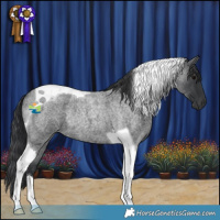 Horse Color:Blue Roan Tobiano Rabicano 