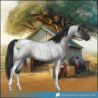 Horse Color:Brown Roan Tobiano Rabicano 