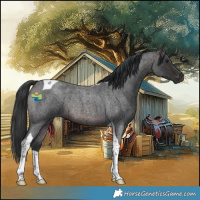 Horse Color:Brown Roan Tobiano Rabicano 