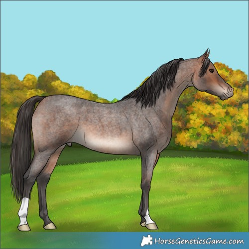 Horse Color:Bay Roan Mushroom 