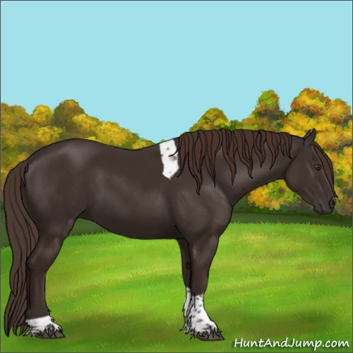 Horse Color:Liver Chestnut Tobiano