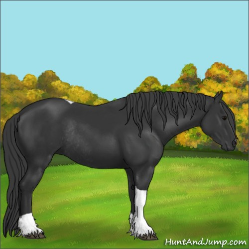 Horse Color:Black Tobiano Rabicano