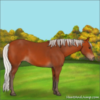 Horse Color:Silver Bay