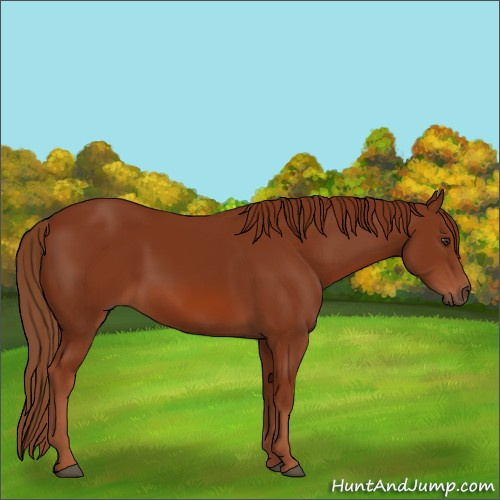 Horse Color:Chestnut 