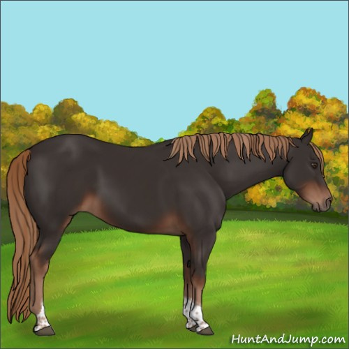 Horse Color:Liver Chestnut Tobiano
