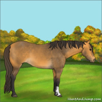 Horse Color:Buckskin 