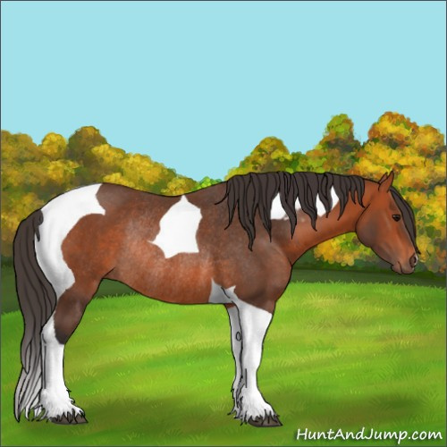 Horse Color:Bay Tobiano Rabicano