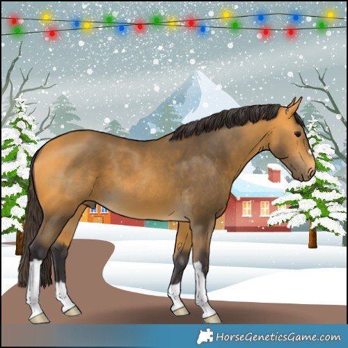 Horse Color:Buckskin 