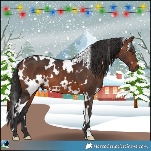 Horse Color:White Spotted Brown 