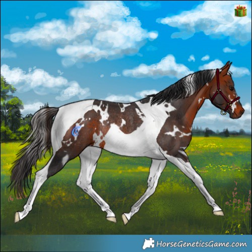 Horse Color:White Spotted Brown Tobiano Rabicano 
