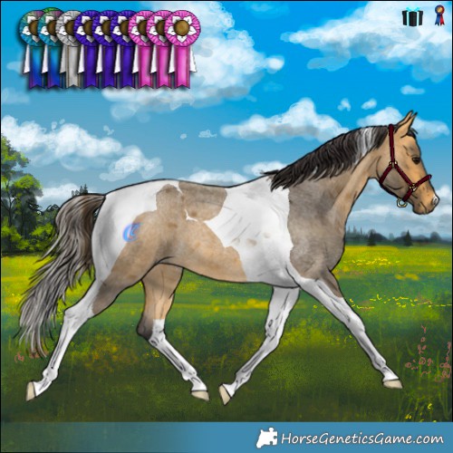 Horse Color:Buckskin Roan Tobiano 