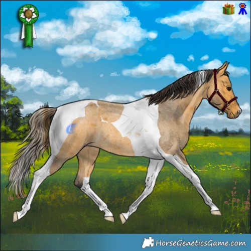 Horse Color:Buckskin Roan Tobiano 