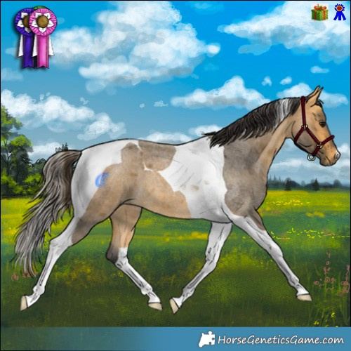 Horse Color:Buckskin Roan Tobiano 