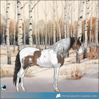 Horse Color:Bay Dun Sabino Tobiano