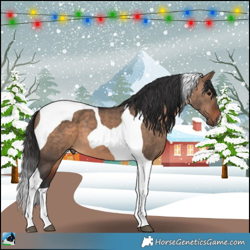 Horse Color:Brown Dun Tobiano 