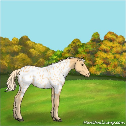 Horse Color:Palomino Appaloosa 